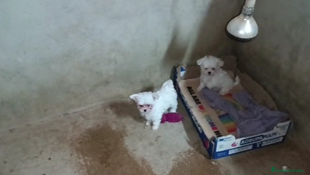 Bichón Maltés perros en venta: PRECIOSAS HEMBRITAS CHIQUITINAS DE BICHÓN MALTÉS - Anuncio 1