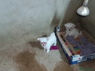 Bichón Maltés perros PRECIOSAS HEMBRITAS CHIQUITINAS DE BICHÓN MALTÉS - Anuncio 2