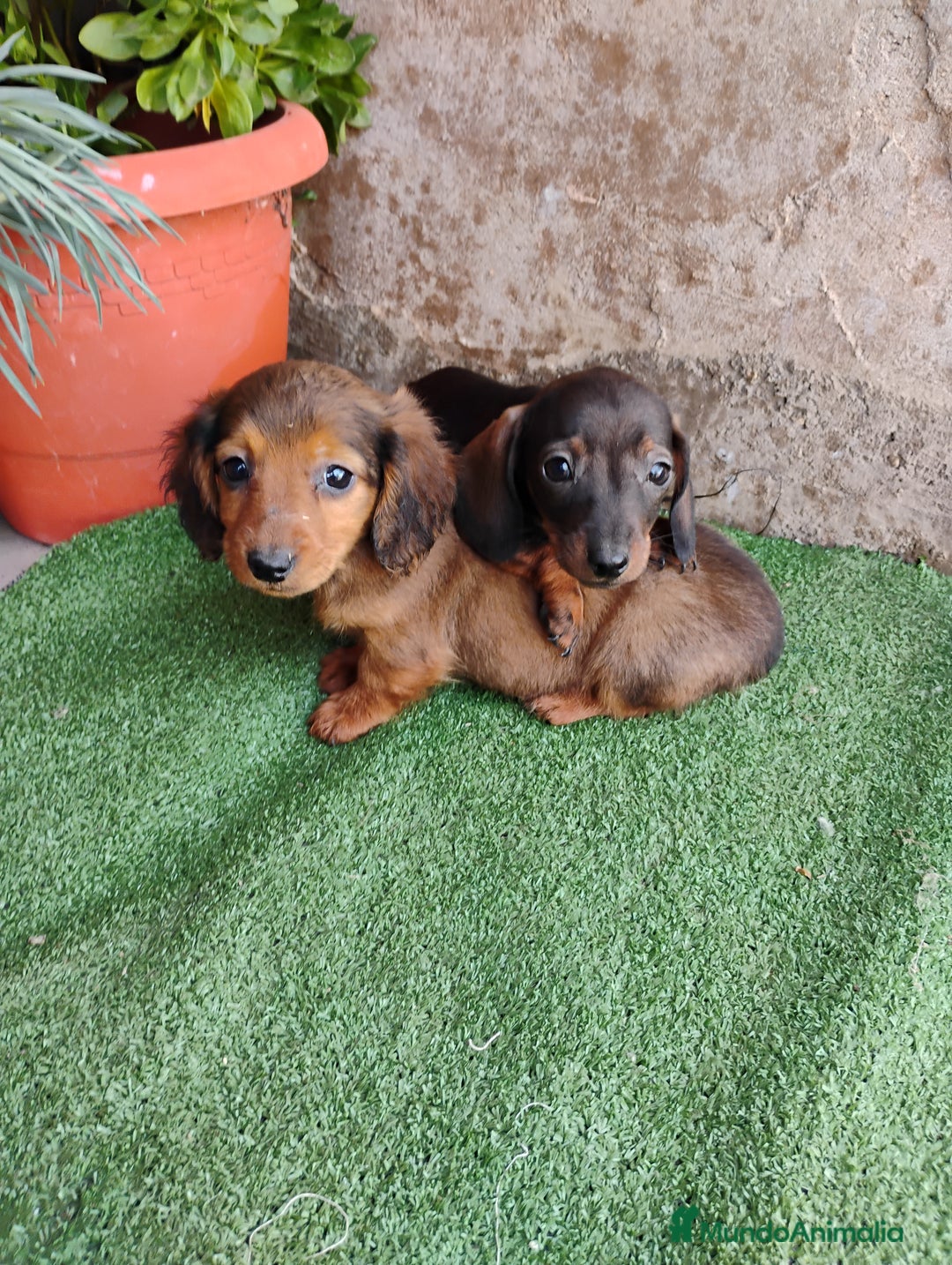 Teckel perros en venta: Machitos teckel miniatura  - Anuncio 1