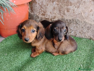 Teckel perros Machitos teckel miniatura - Anuncio 1