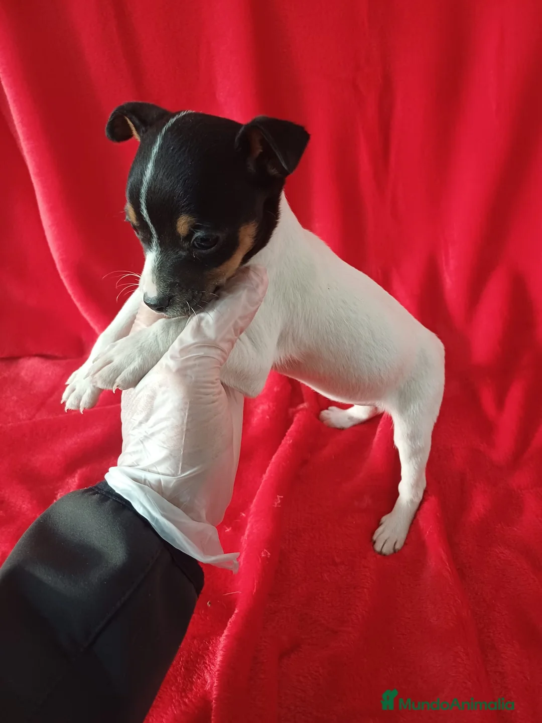 Ratonero Bodeguero Andaluz perros en venta: Bodeguero Andaluz  - Anuncio 2