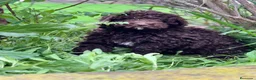 Perro de Agua Español perros en venta: Perro de agua - Anuncio 3