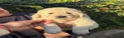 Golden Retriever perros en venta: golden retriever  - Anuncio 3