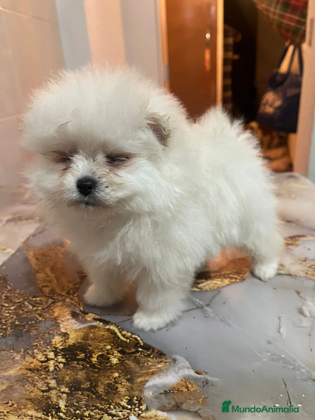 Pomerania perros en venta: Pomerania Osita Mini 🧸 Blanca - Anuncio 4