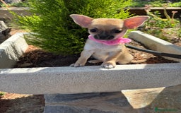 Chihuahua perros en venta: Chihuahua Hembra disponible!!!!! - Imagen 2