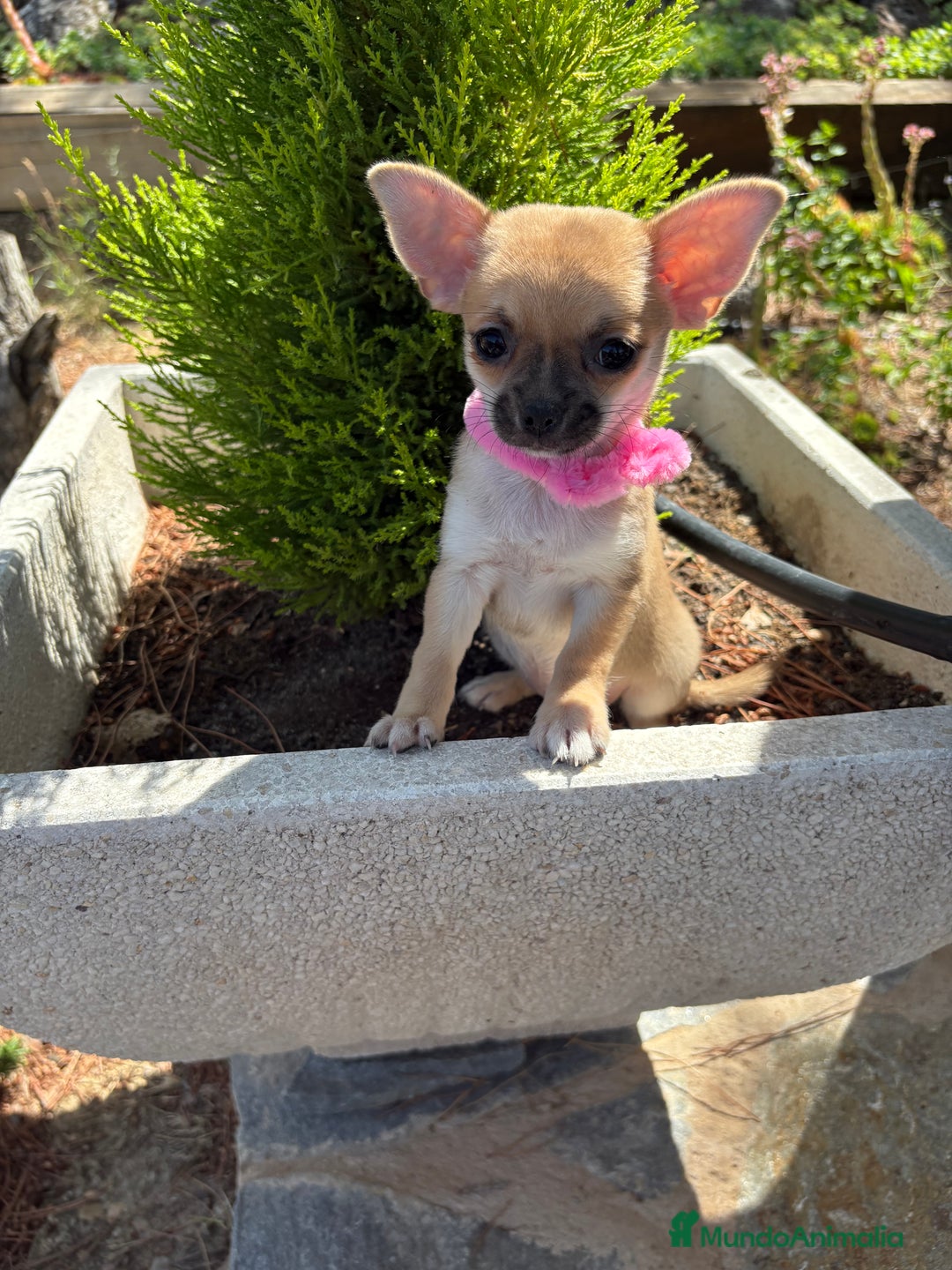Chihuahua perros en venta: Chihuahua Hembra disponible!!!!! - Imagen 2