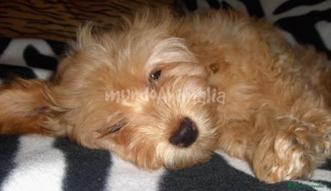 Imagen de galería {{count}}