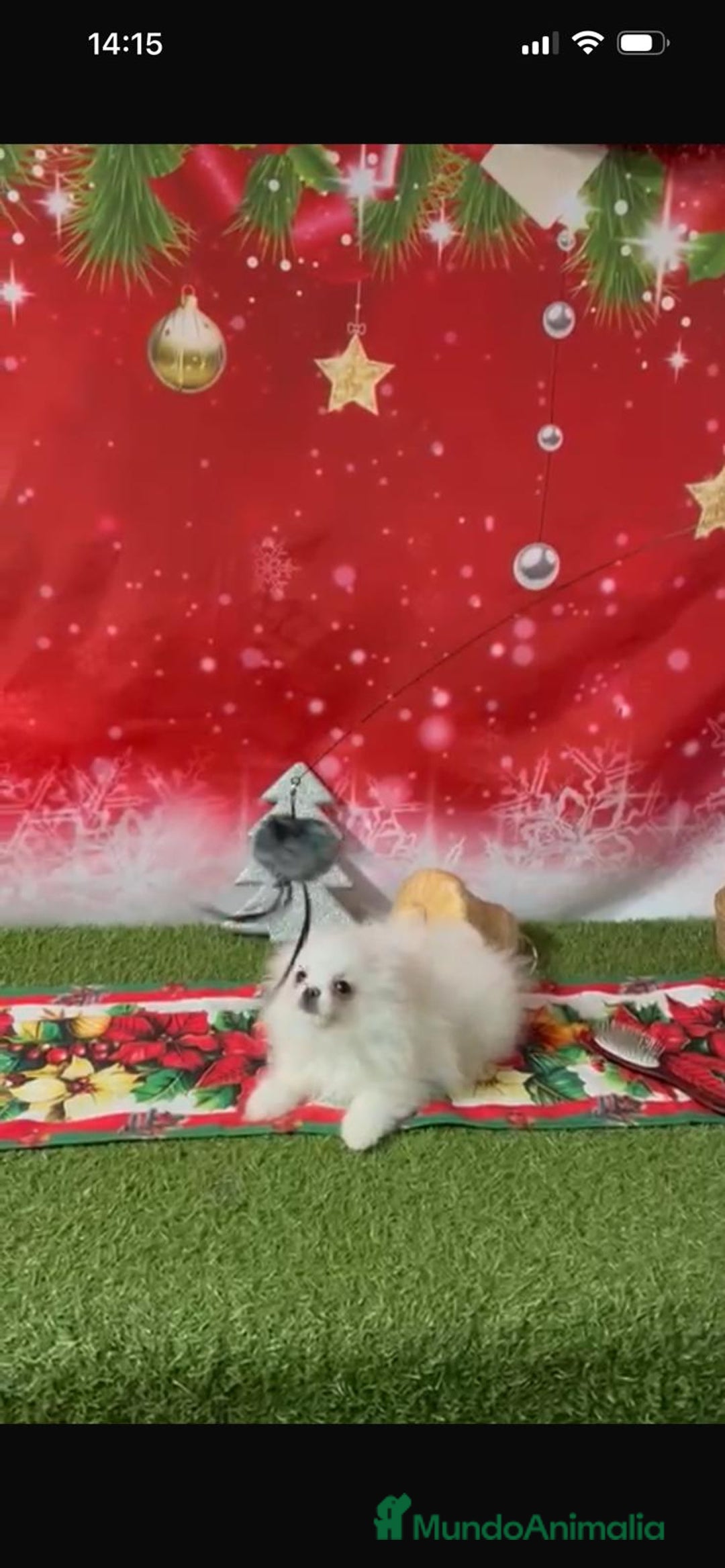 Pomerania perros en venta: POMERANIA LULÚ - Anuncio 1