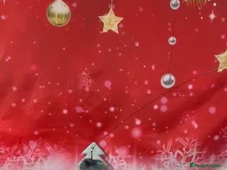 Pomerania perros POMERANIA LULÚ - Anuncio 9