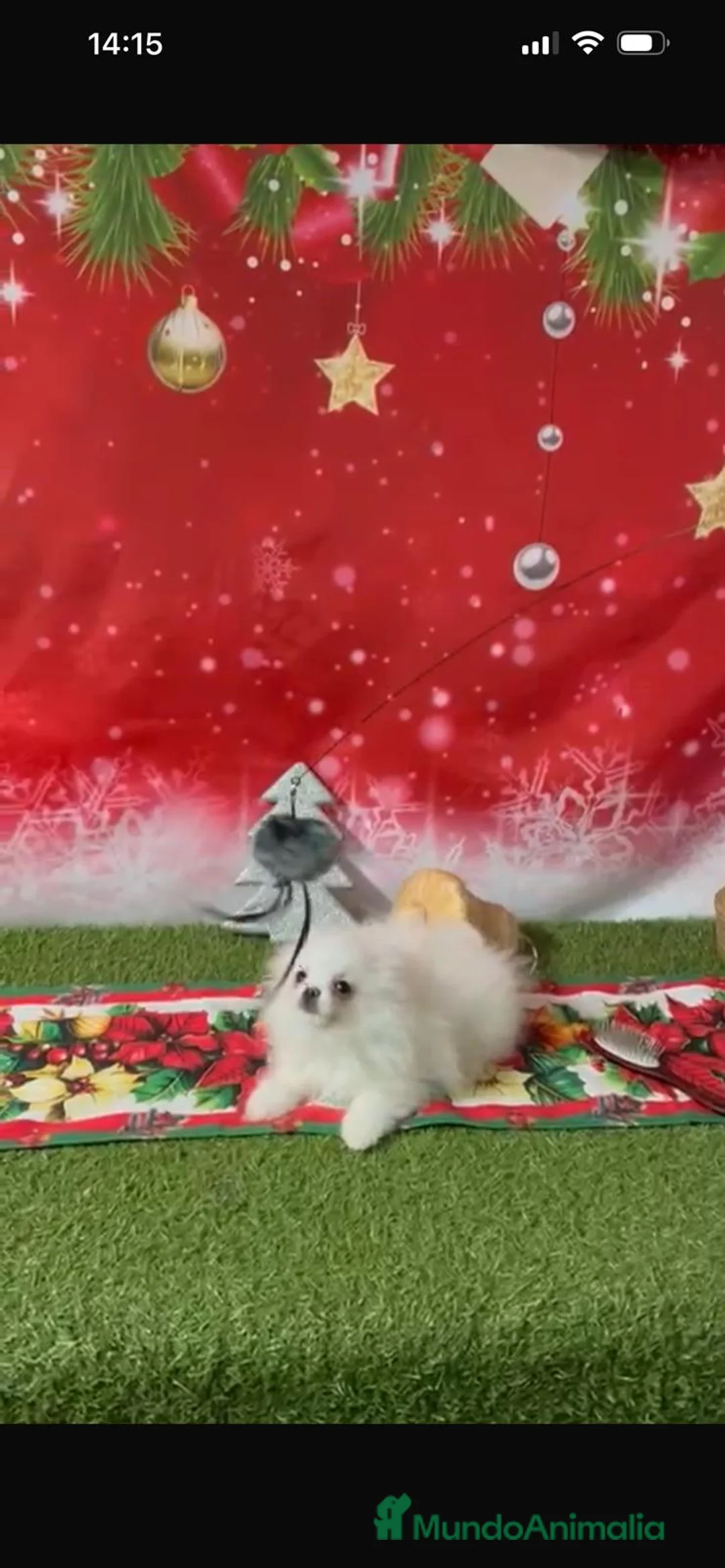 Pomerania perros en venta: POMERANIA LULÚ - Anuncio 1