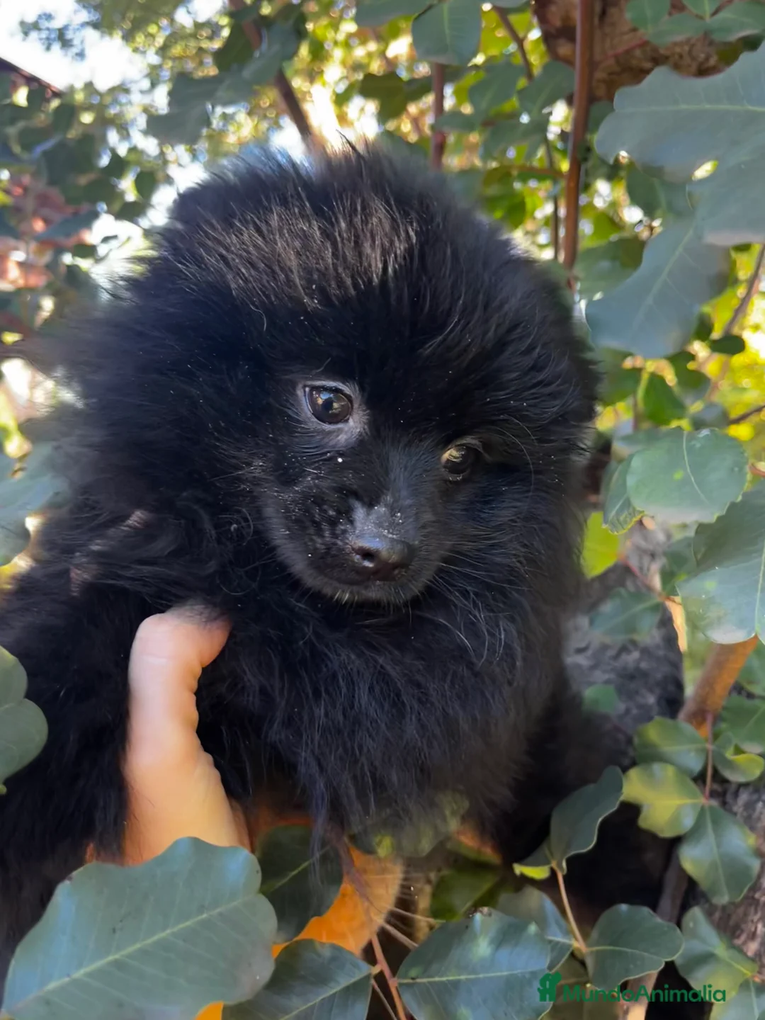 Pomerania perros en venta: Pomerania - Anuncio 5