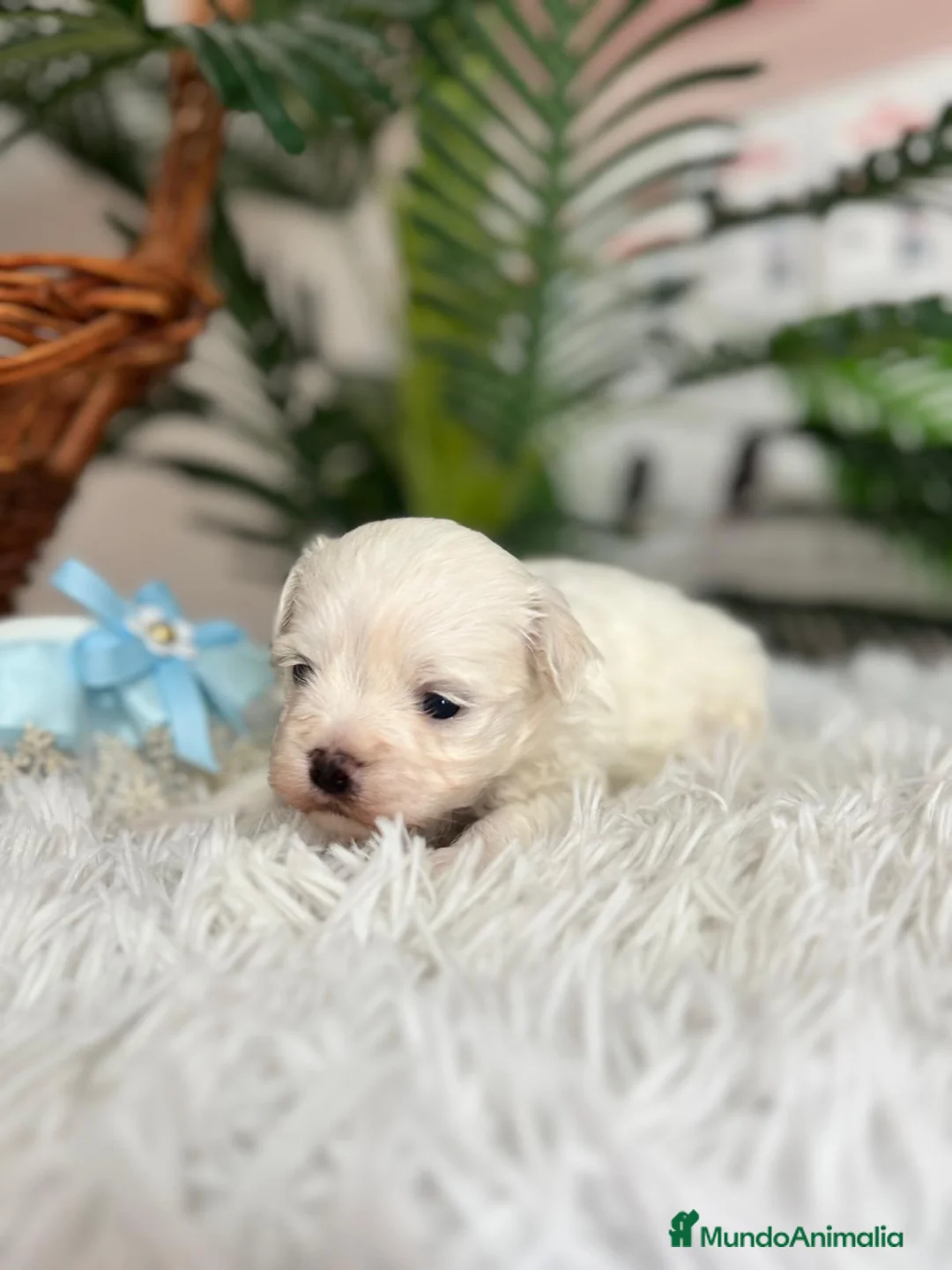 Bichón Maltés perros en venta: BICHON MALTES DISPONIBLE - Anuncio 5