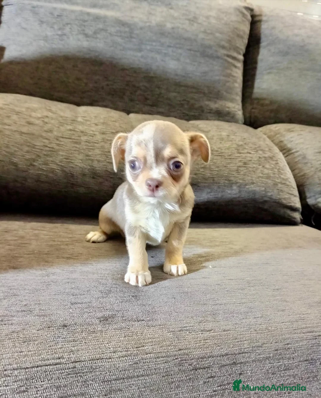 Chihuahua perros en venta: Chihuahua - Anuncio 2