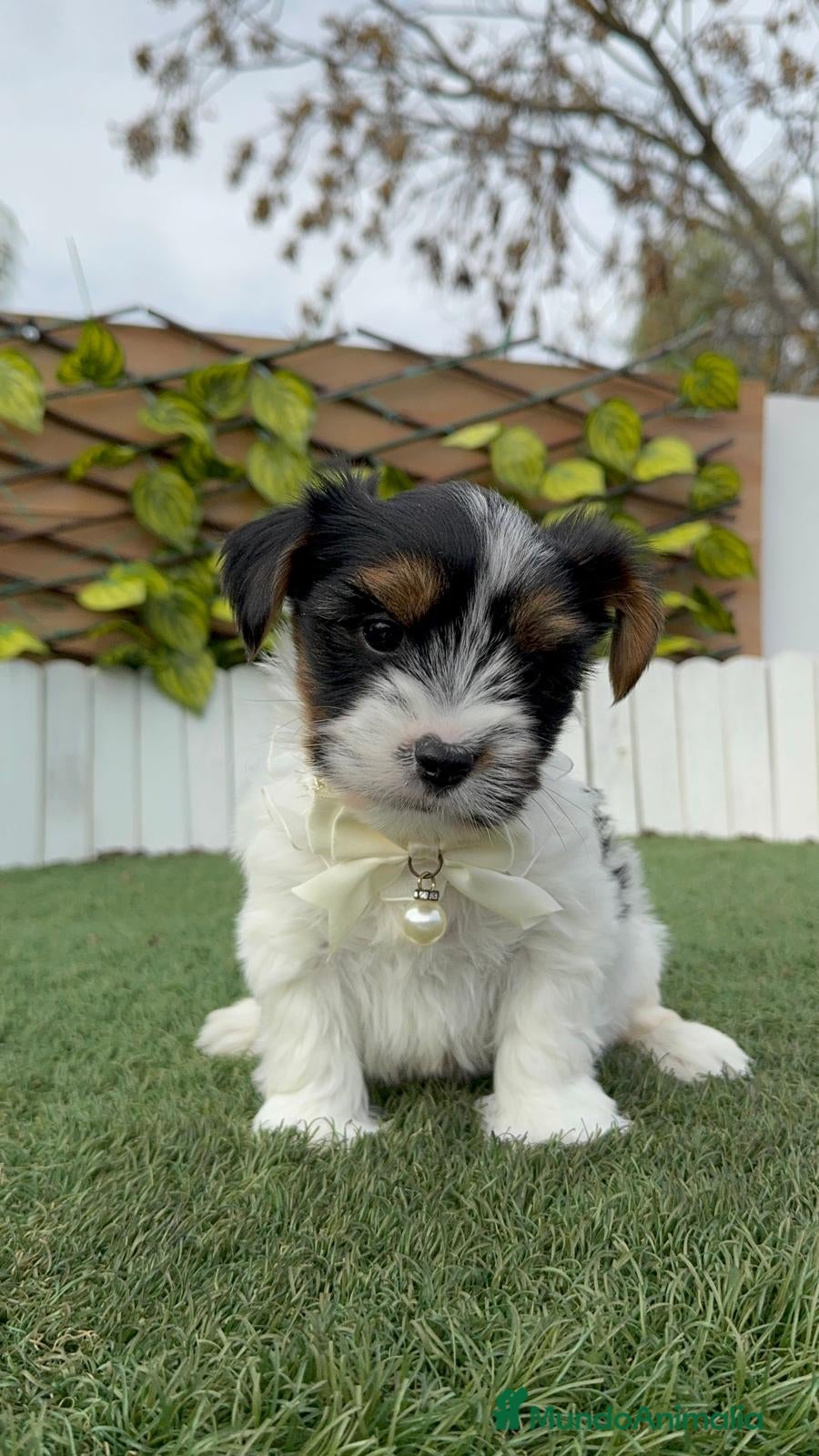 Yorkshire Terrier perros YORKSHIRE BIEWER - Anuncio 2