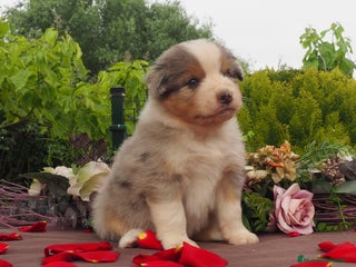 Pastor Australiano perros en León - Anuncio 29