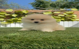 Pomerania perros en venta: POMERANIA BLANCA HEMBRA  - Imagen 7