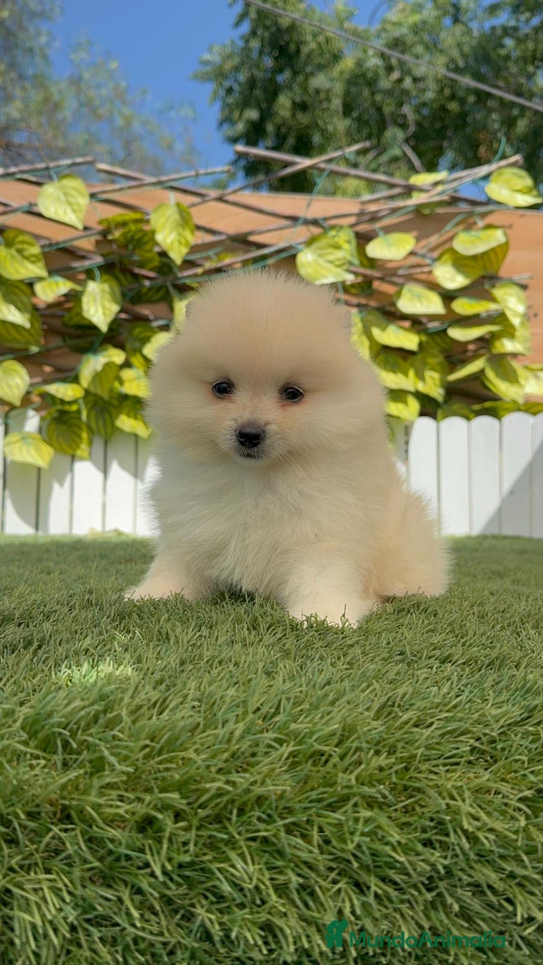 Pomerania perros en venta: POMERANIA BLANCA HEMBRA  - Imagen 7