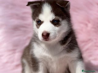 Husky Siberiano perros HUSKY ROJO OJOS AZULES DISPONIBLES en Barcelona - Anuncio 14
