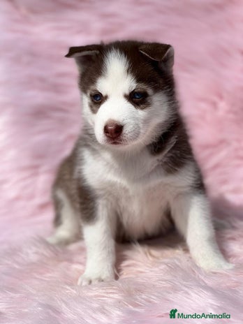 Husky Siberiano perros en Barcelona - Anuncio 8