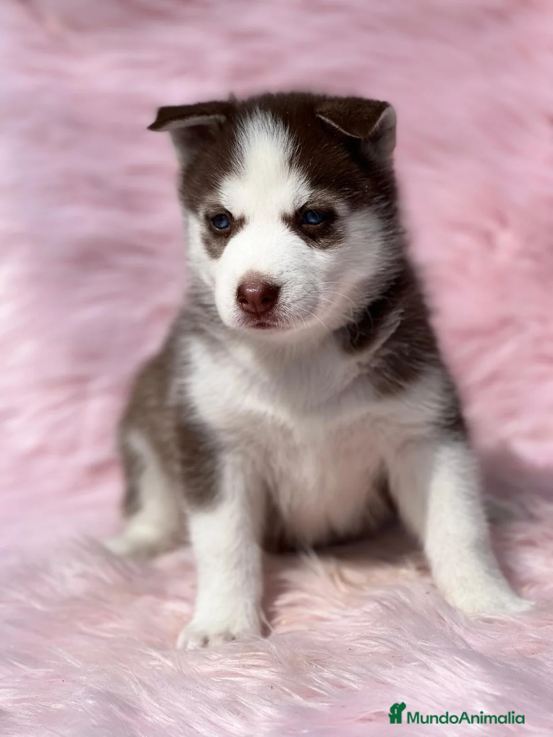 Husky Siberiano perros en venta: HUSKY ROJO OJOS AZULES DISPONIBLES en Barcelona - Anuncio 1