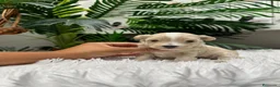 Maltipoo perros en venta: MALTIPOO - Anuncio 34
