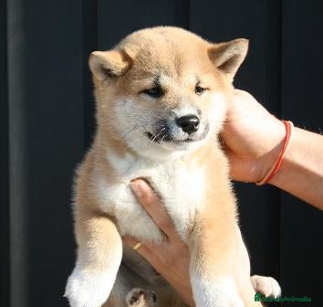 Shiba Inu perros Camada de shiba inu - Anuncio 2