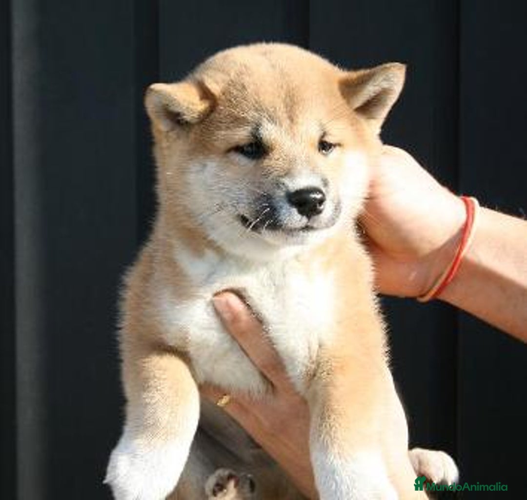 Shiba Inu perros en venta: Camada de shiba inu - Anuncio 1