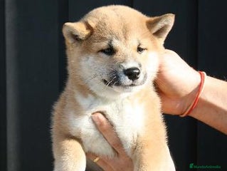 Shiba Inu perros Camada de shiba inu - Anuncio 1