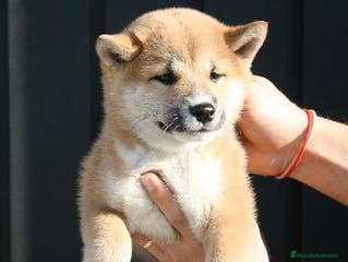 Shiba Inu perros Camada de shiba inu - Anuncio 3