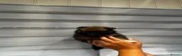 Pomerania perros en venta: ECONÓMICOS Disponible Hembras y 2 macho POMERANIA - Anuncio 4