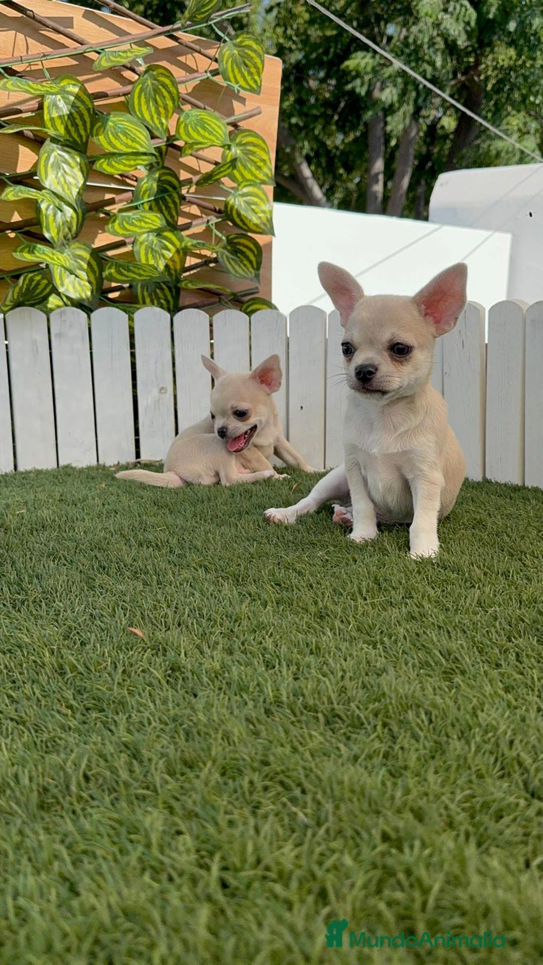 Chihuahua perros en venta: CHIHUAHUA MACHO - Imagen 6