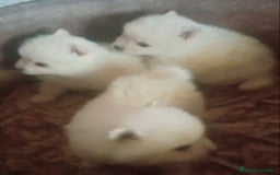 Pomerania perros en venta: Pomerania cara de zorro  - Imagen 1