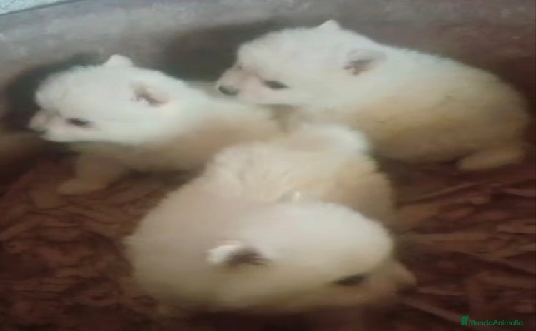 Pomerania perros - Anuncio 13