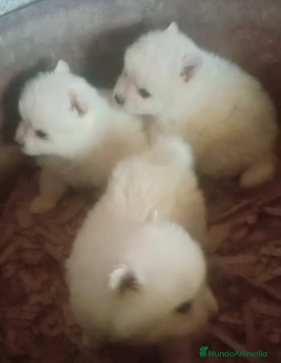 Pomerania perros en venta: Pomerania cara de zorro  - Imagen 1