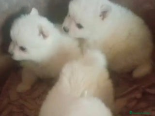 Pomerania perros - Anuncio 33