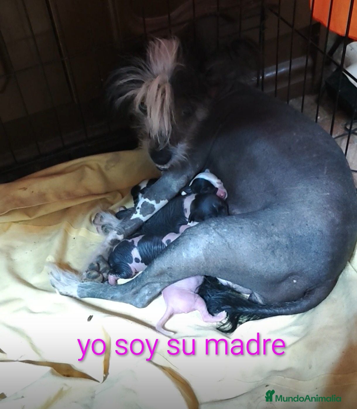 Perro Crestado Chino perros Crestados chinos - Anuncio 1