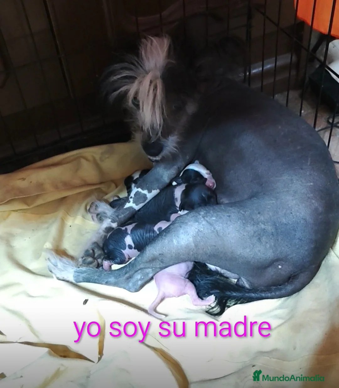 Perro Crestado Chino perros en venta: Crestados chinos - Anuncio 1