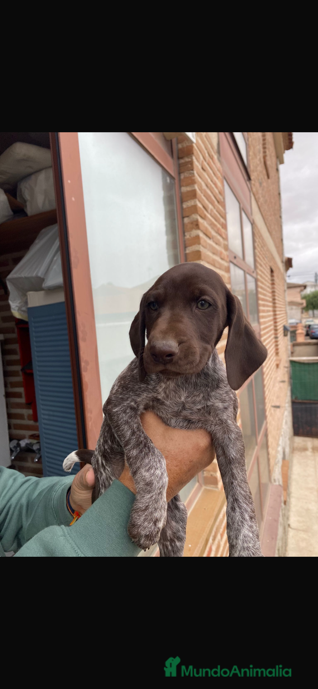 Braco Alemán de Pelo Corto perros en venta: BRACO ALEMÁN IMPRESIONANTE - Imagen 1