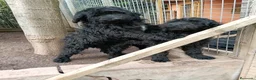 Labradoodle perros en venta: Hermosos cachorros - Anuncio 2