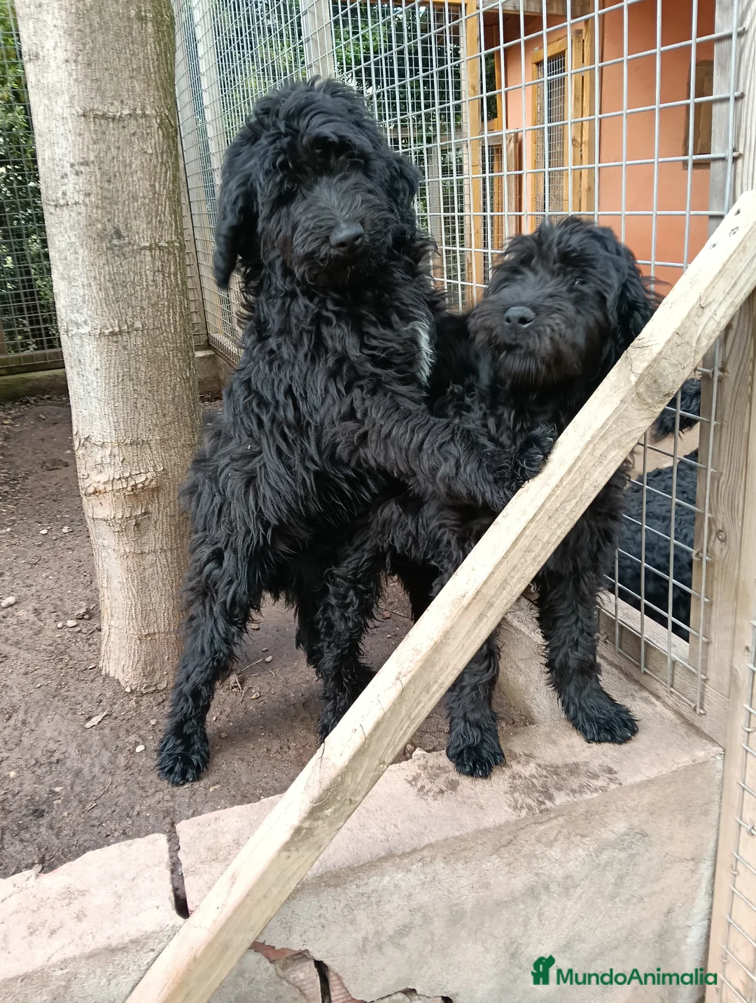 Labradoodle perros en venta: Hermosos cachorros - Anuncio 2