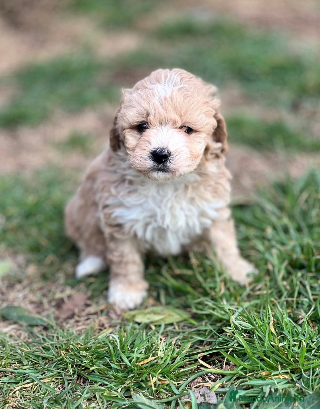 Maltipoo perros MALTIPOO TOY NACIONAL en Barcelona - Anuncio 5