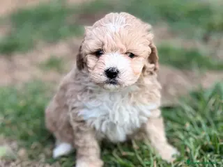 Maltipoo perros MALTIPOO TOY NACIONAL en Barcelona - Anuncio 25