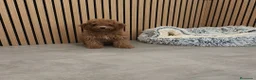 Caniche Toy perros en venta: Caniche Toy Apricot 🐩♂️ - Anuncio 8