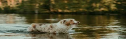 Pastor Australiano perros en venta: Proxima camada pedigree, familiar y con garantías - Anuncio 15