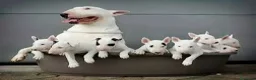 Bull Terrier perros en venta: Bull Terrier  - Anuncio 4