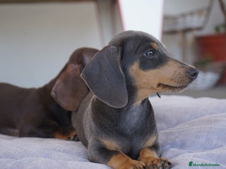 Teckel perros - Anuncio 21