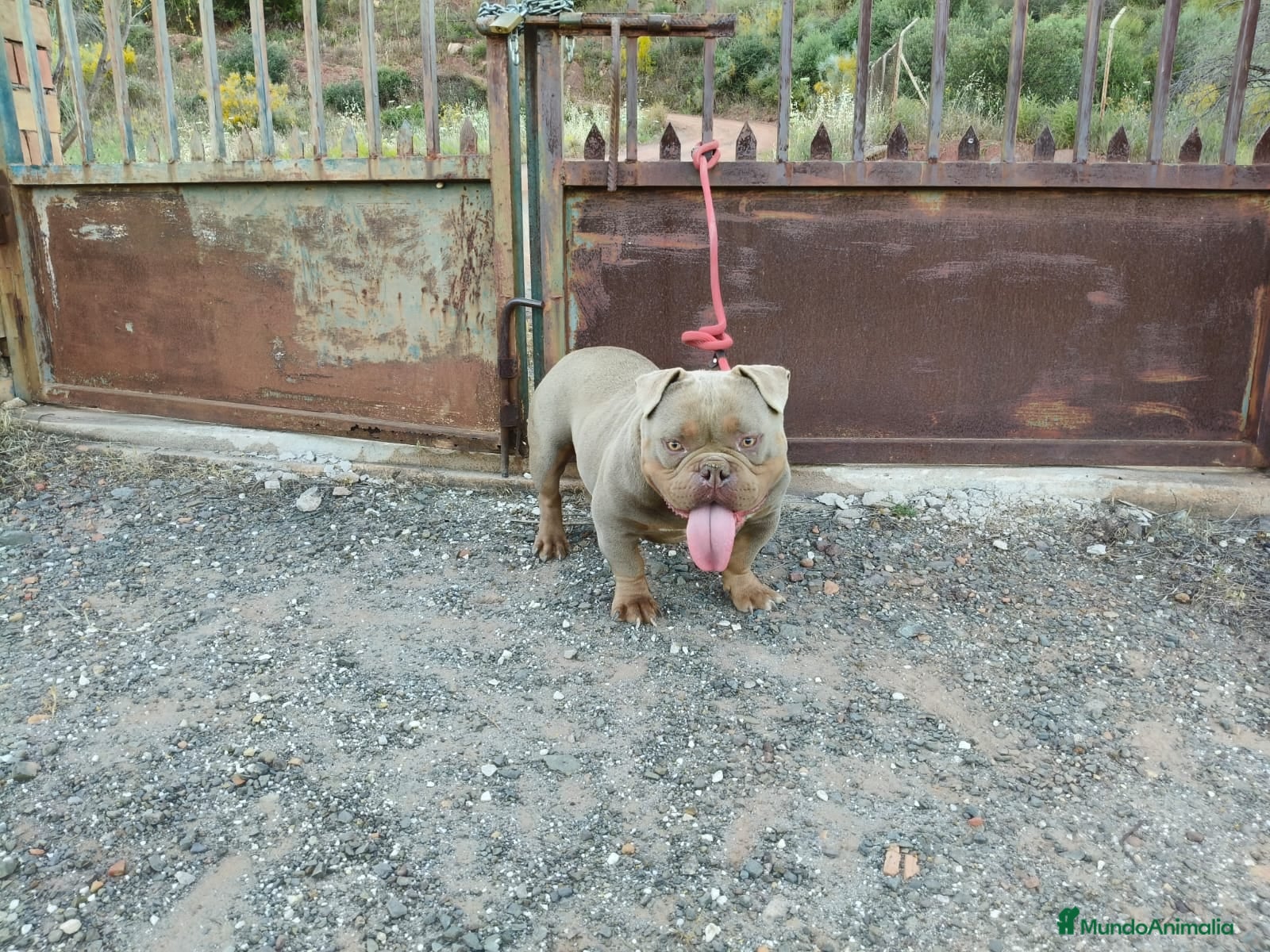 American Bully perros Disponible american bully Poket con ABKC - Anuncio 1