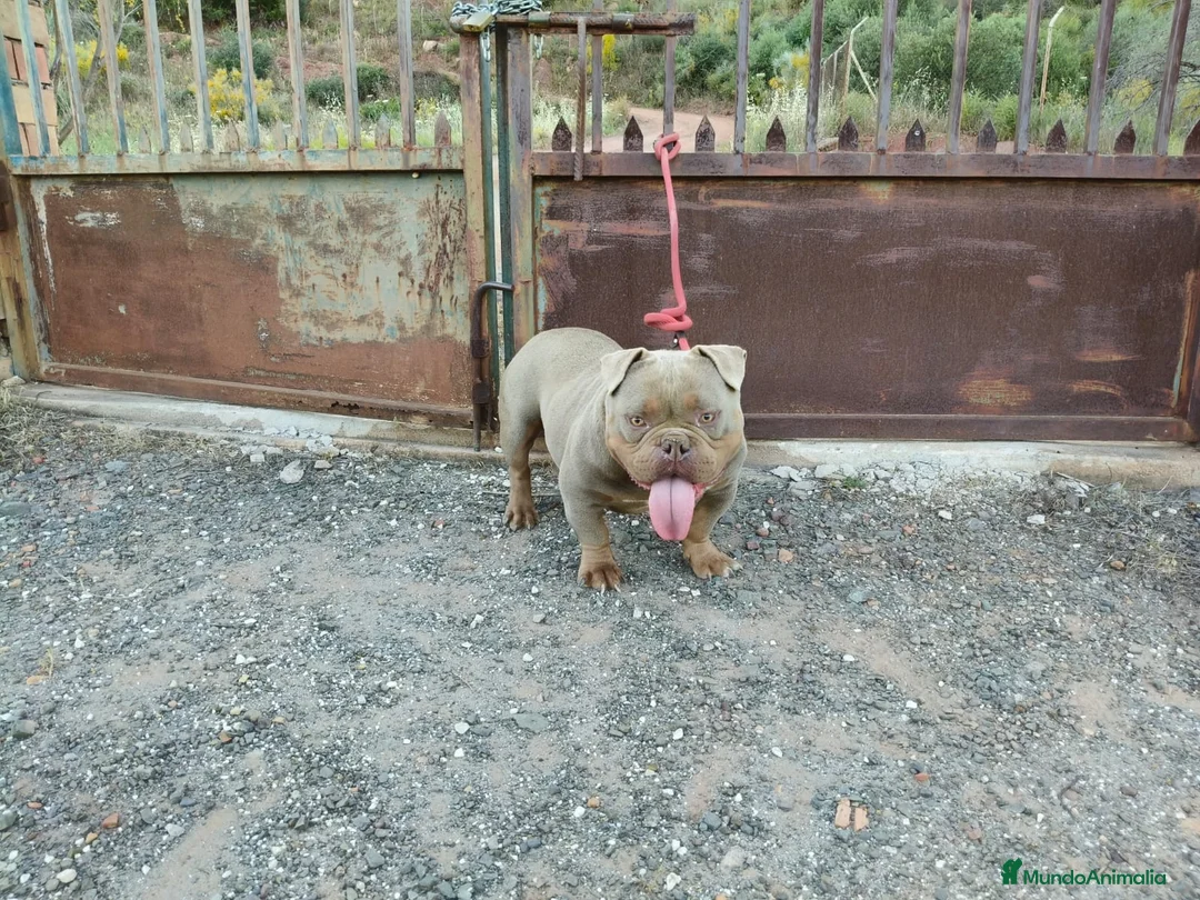American Bully perros en venta: Disponible american bully Poket con ABKC - Anuncio 1