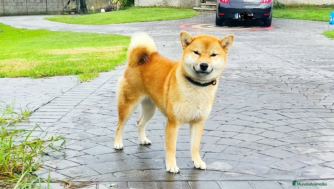 Shiba Inu perros en venta: SHIBA INU PONTEVEDRA - Anuncio 2