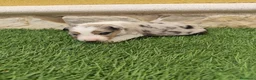 Border Collie perros en venta: Border collie merle choco en Valencia - Anuncio 32